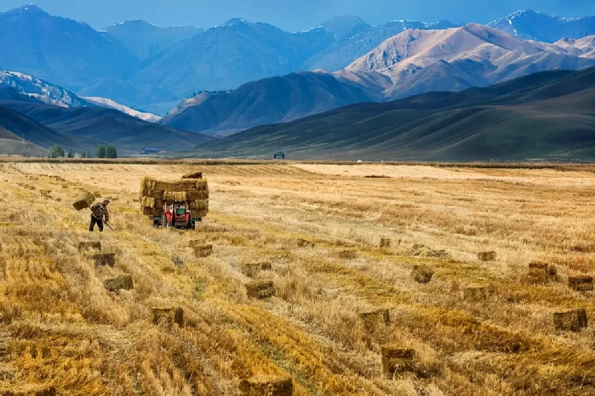 เกษตรกรรมดั้งเดิมในพื้นที่ซินเจียง