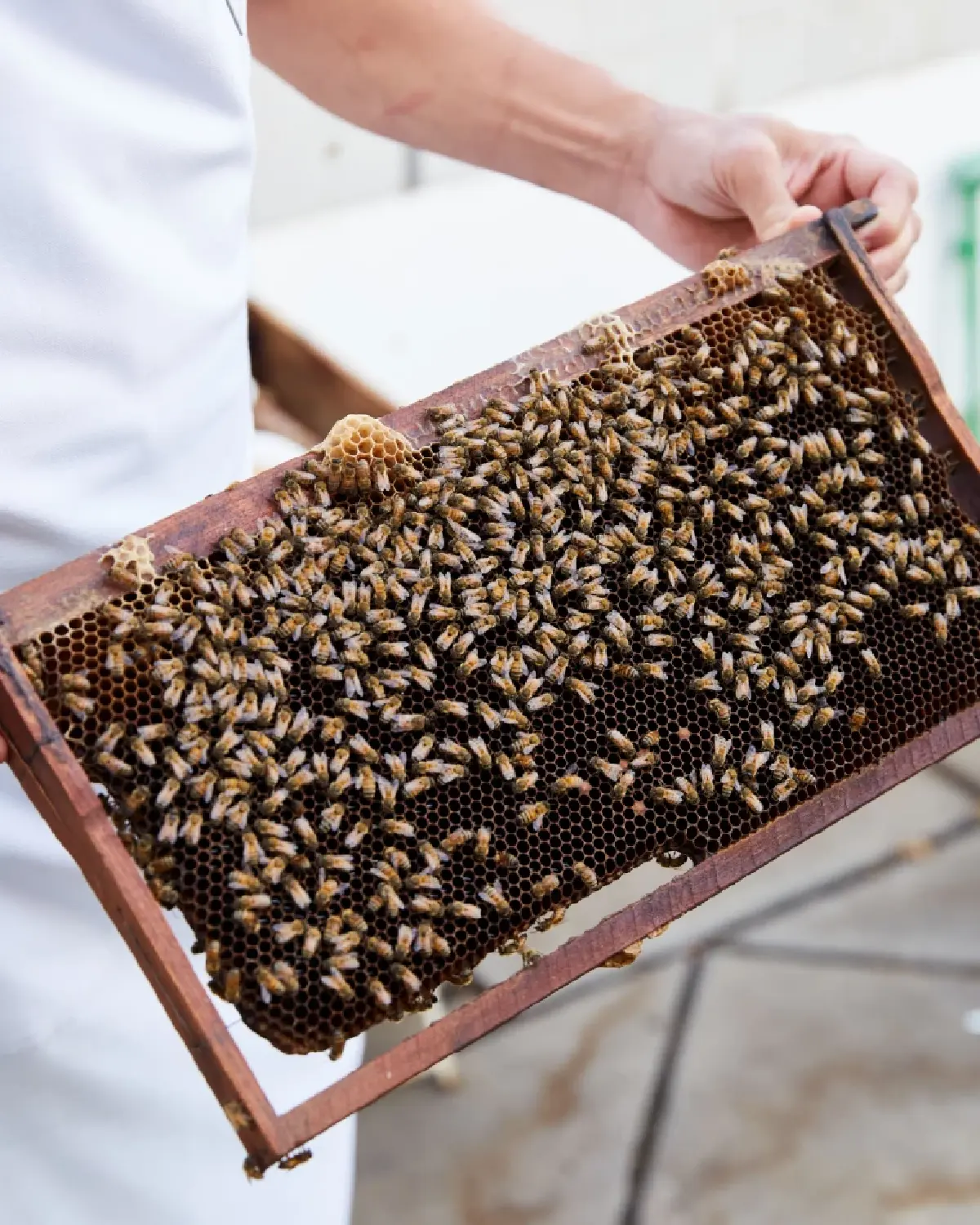 ครั้งแรกกับ “สวนผึ้งบนดาดฟ้า” โรงแรมคอนราด กรุงเทพฯ ความหวานบนความยั่งยืน