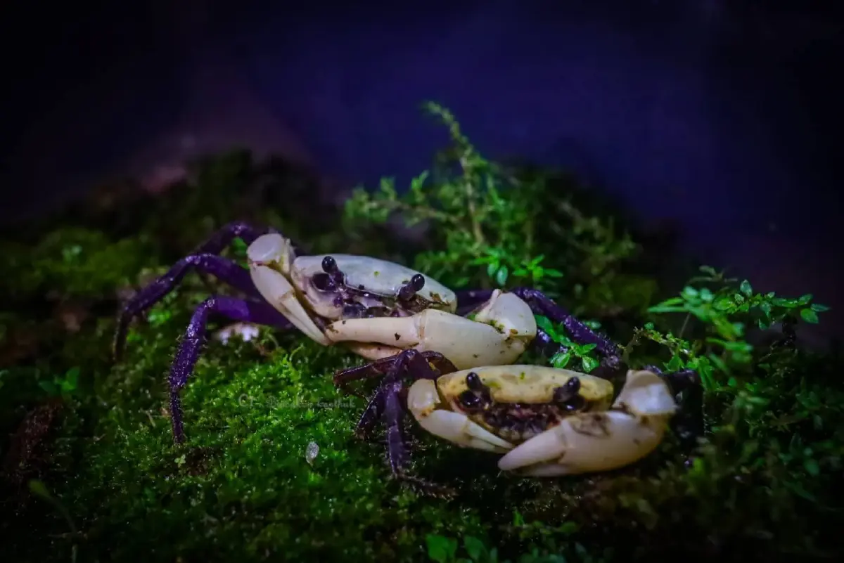 ของแรร์ \"ปูเจ้าฟ้าสีม่วง\" อวดโฉมพะเนินทุ่ง ก่อนปิดป่าแก่งกระจาน