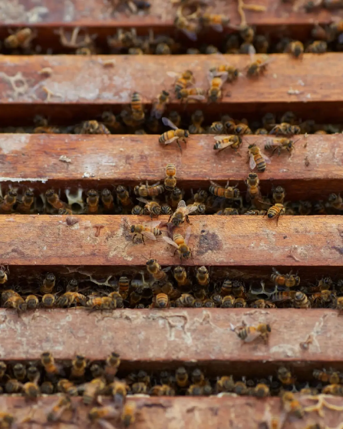 ครั้งแรกกับ “สวนผึ้งบนดาดฟ้า” โรงแรมคอนราด กรุงเทพฯ ความหวานบนความยั่งยืน