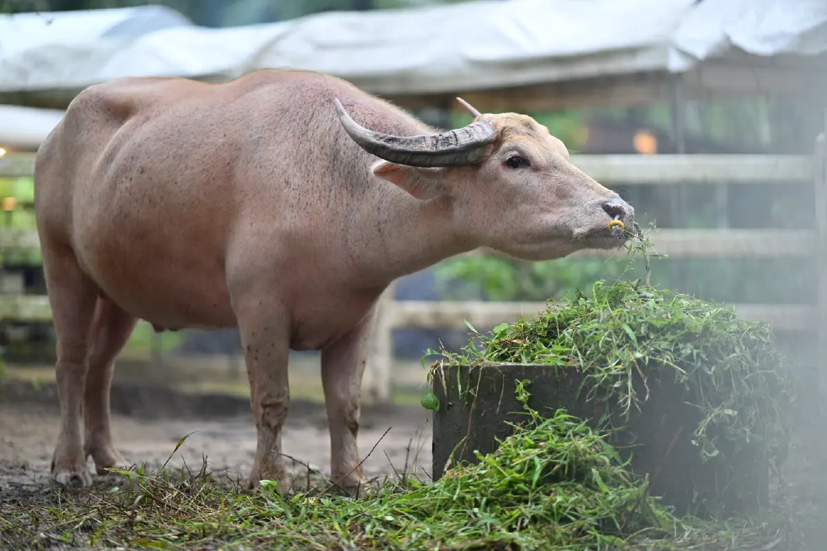 JW Garden ครบ 1 ปี สวนยั่งยืน 68 ไร่ ต้นแบบโรงแรมรักษ์โลกเอเชีย