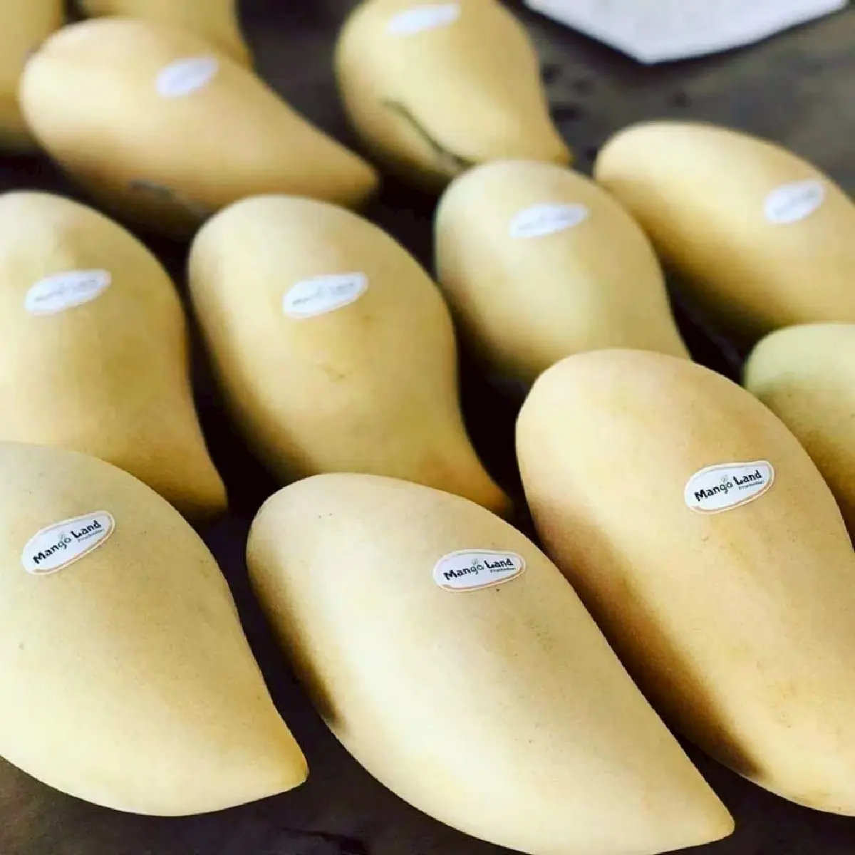 มะม่วงเกรดส่งออกในชื่อ Mango Land
