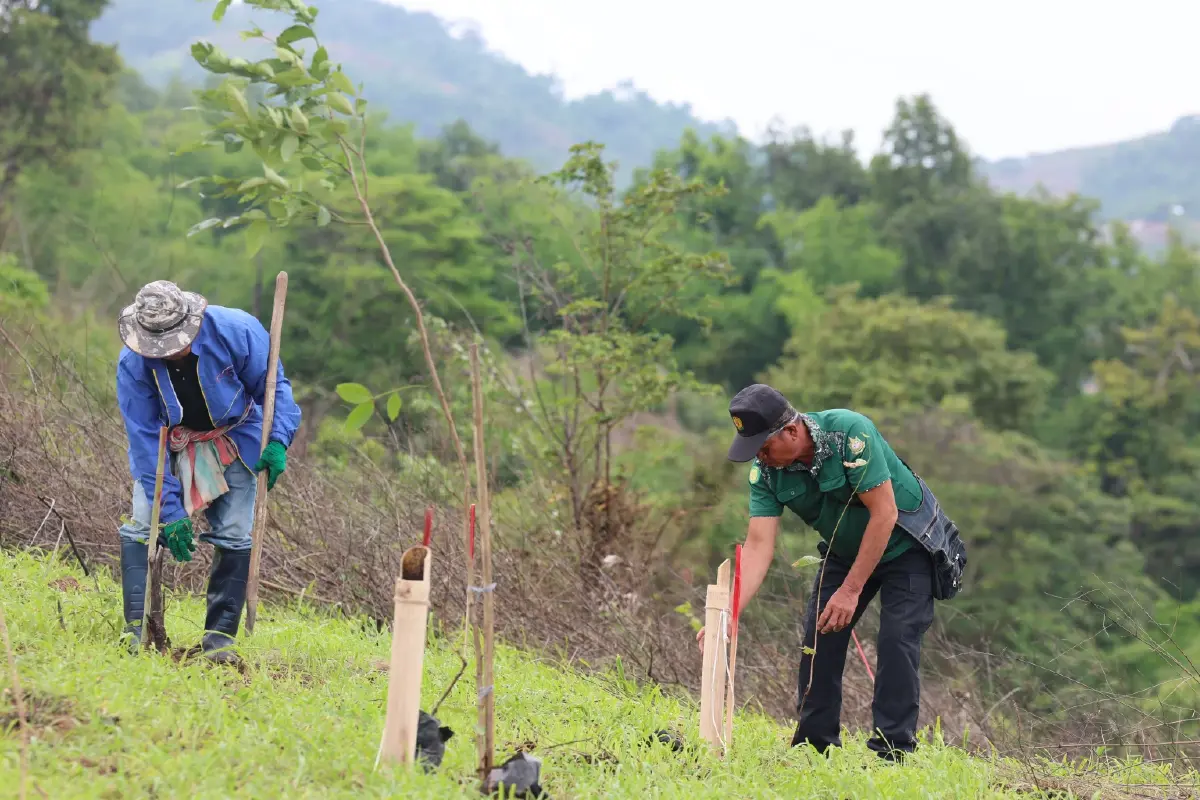 โครงการแรก! ใช้ ‘คาร์บอนเครดิต’ พลิกฟื้นป่าเสื่อมโทรมที่ ‘น่าน’