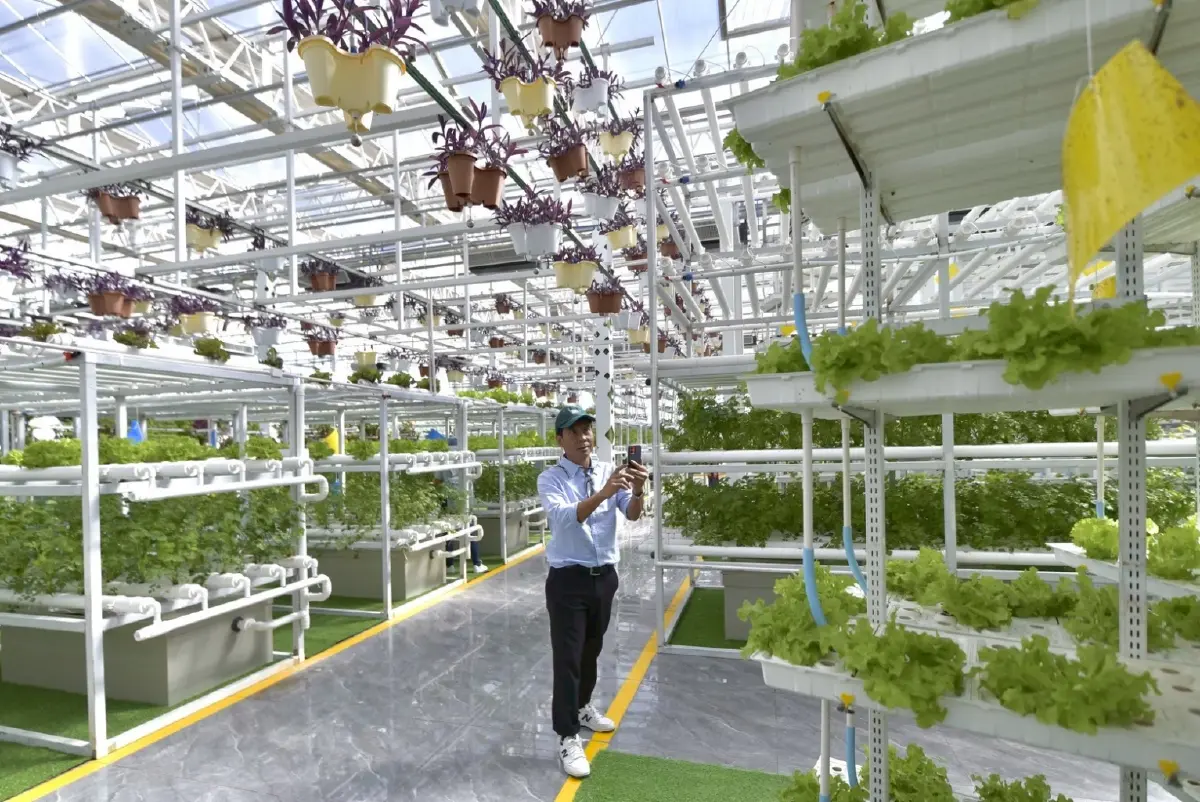 พื้นที่ในโรงเรือนกระจก ซึ่งมีการปลูกพืชแนวตั้งและควบคุมด้วยเทคโนโลยีทั้งหมด