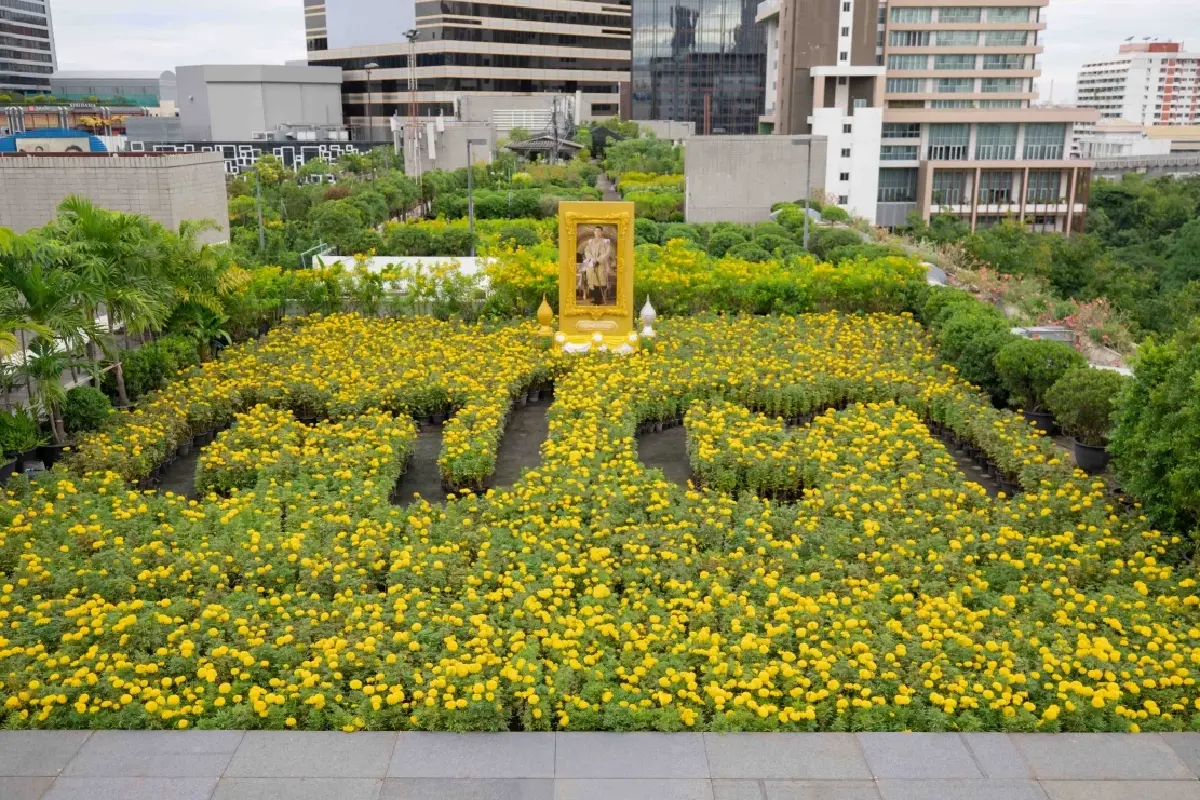 สยามพิวรรธน์ปลูกดาวเรือง 7,300 ต้น เทิดพระเกียรติในหลวง