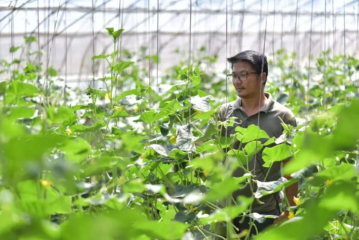 ภายในโรงเรือนที่มีการเพาะปลูก