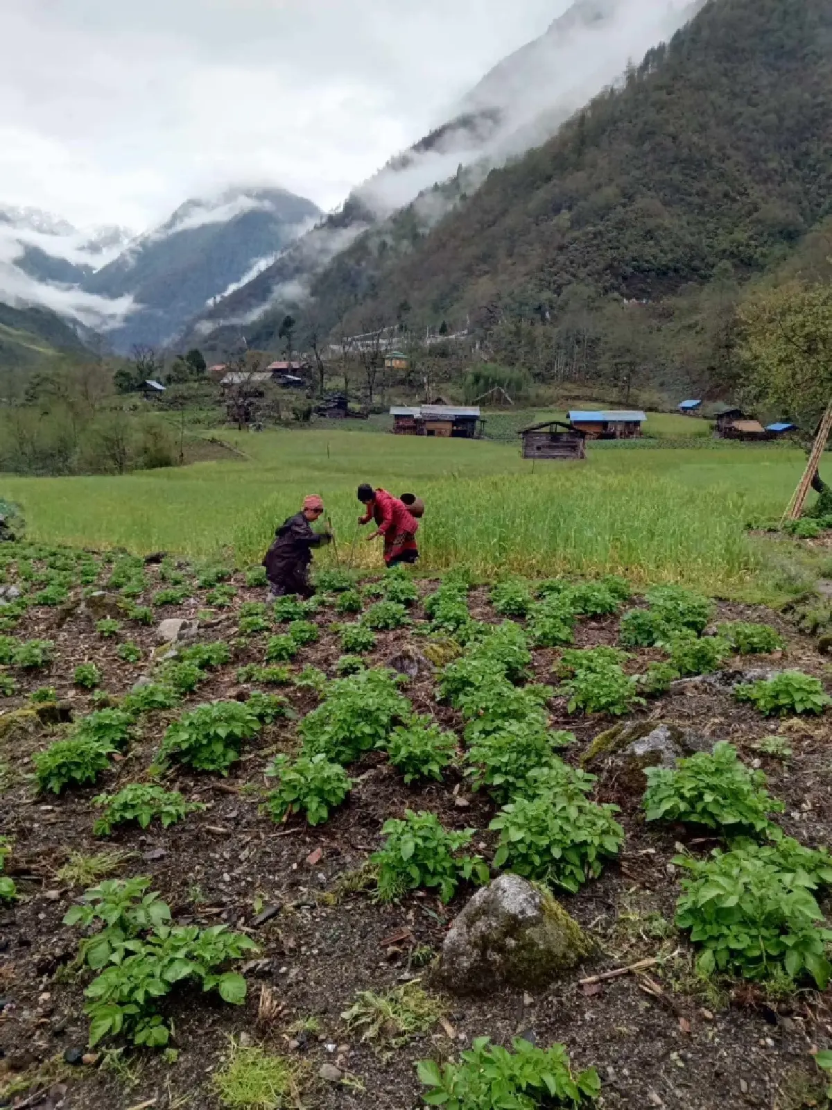 พื้นที่การเกษตรของหมู่บ้าน