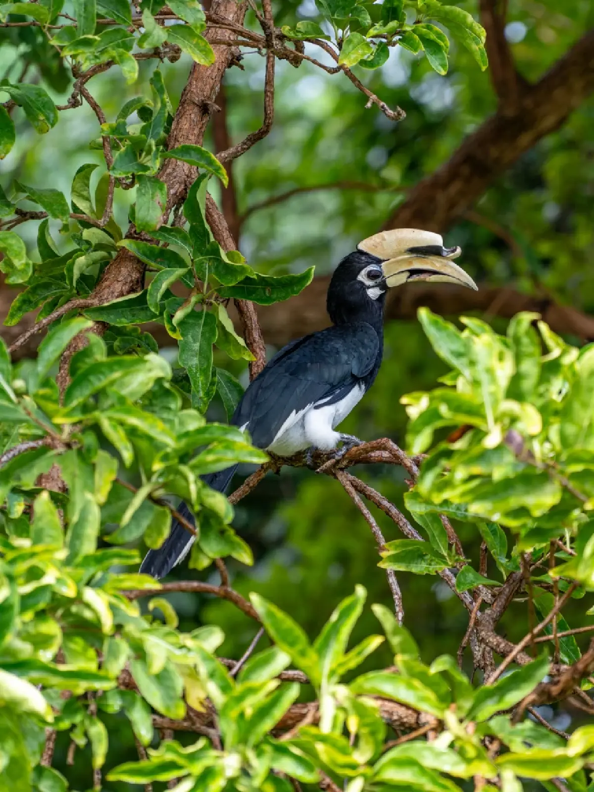 ดื่มด่ำความหรูหราพร้อมรักษ์โลกที่ The Naka Island Phuket