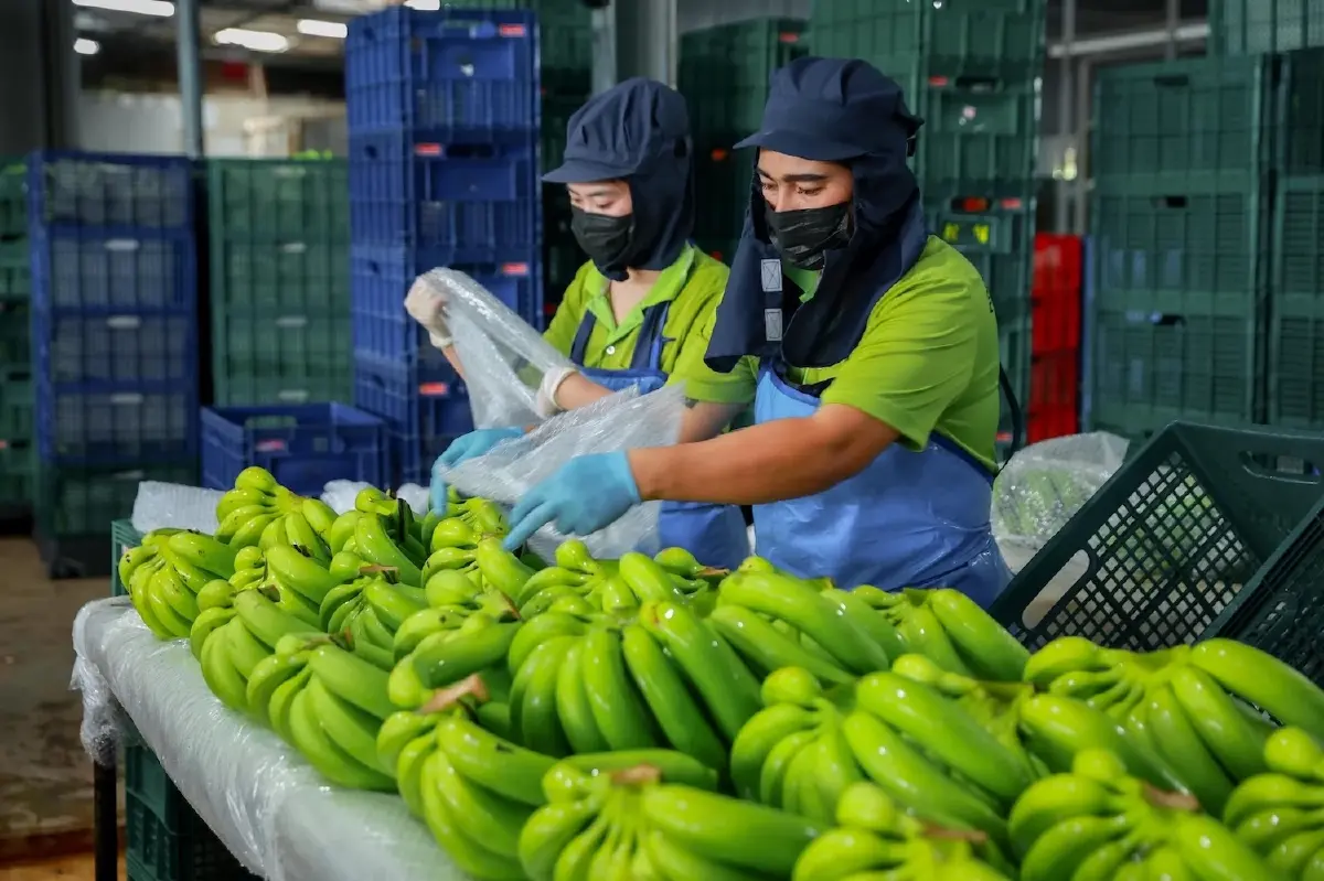 เปิดเคล็ดลับ เอ็น แอนด์ เอ็น ฟรุทส์ ส่งกล้วยหอมเข้าเซเว่นฯ 90,000 ลูกต่อวัน