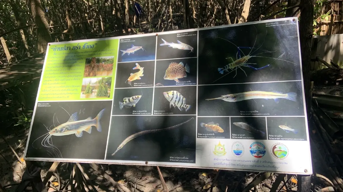 บ้านปลา คอนโดปู ความหวังและความยั่งยืนของชายฝั่งบางปะกง