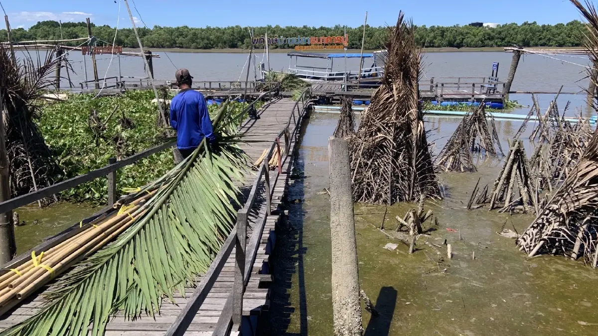 บ้านปลา คอนโดปู ความหวังและความยั่งยืนของชายฝั่งบางปะกง