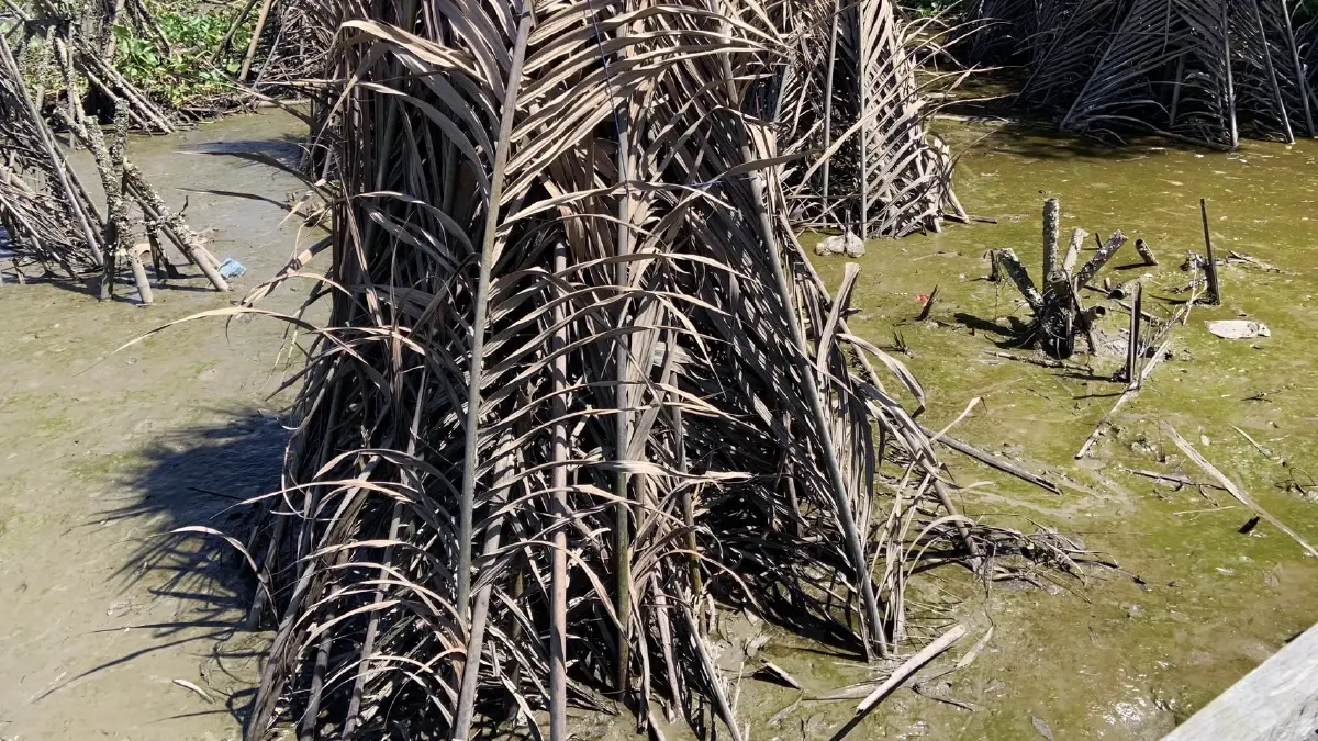 บ้านปลา คอนโดปู ความหวังและความยั่งยืนของชายฝั่งบางปะกง