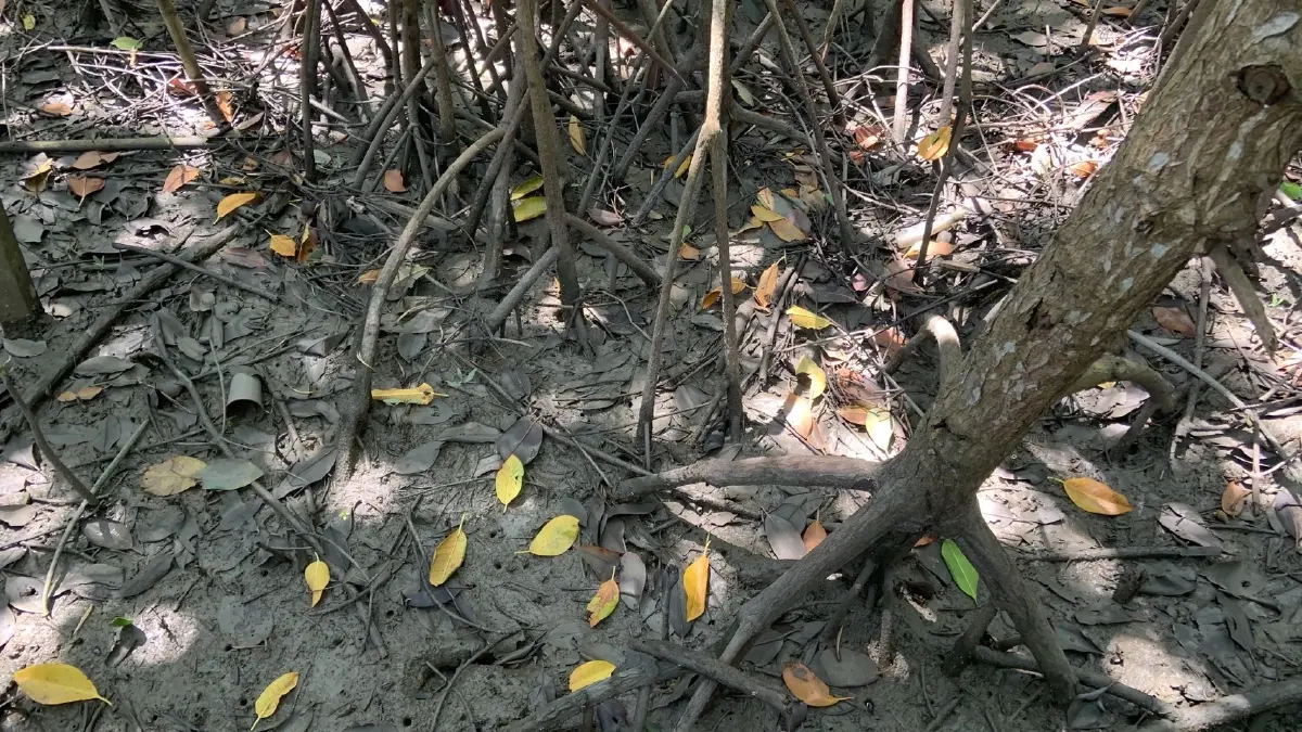 บ้านปลา คอนโดปู ความหวังและความยั่งยืนของชายฝั่งบางปะกง