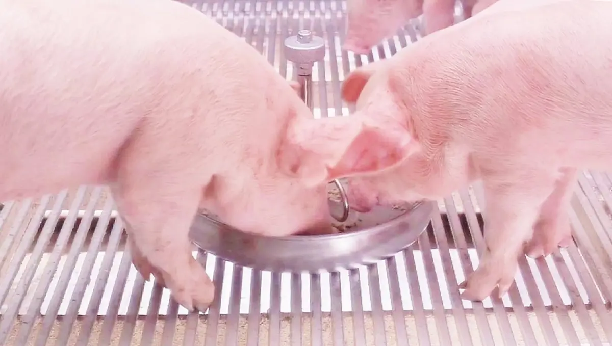 วิกฤติราคาหมูตกต่ำ! สู่ "หมูหัน" 1 แสนตัว เกมกู้ชีพเกษตรกรไทย