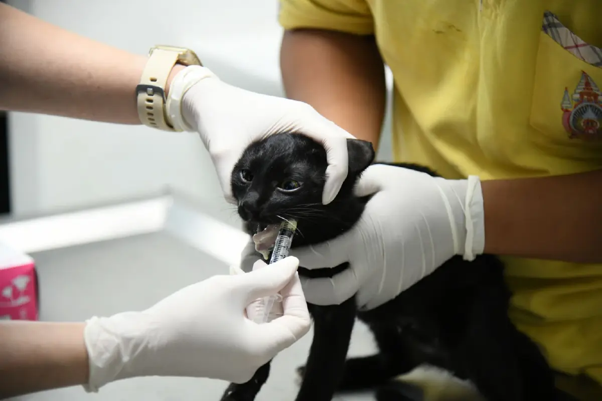 กทม. จัดระบบสัตว์จรจัด สู่เมืองที่ คน-สัตว์ อยู่ร่วมกันอย่างสุขภาวะ