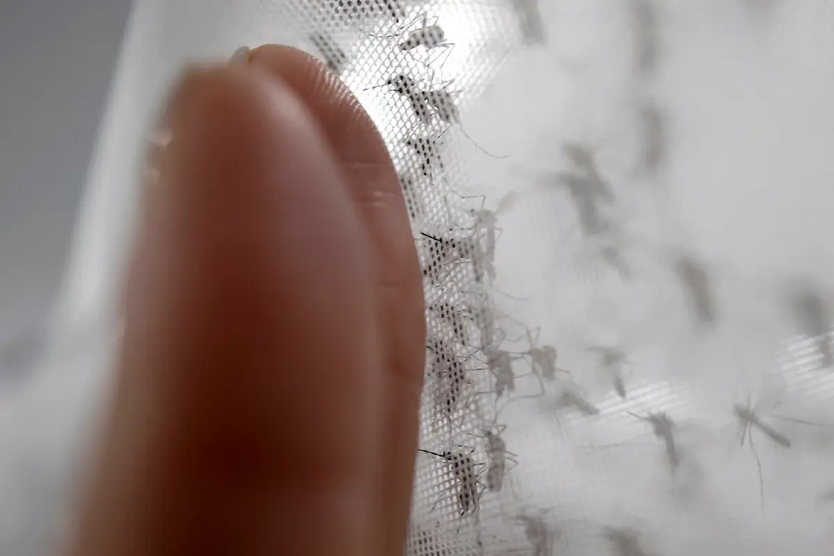 บราซิลเปิด “โรงงานซูเปอร์ยุง” สกัดไข้เลือดออก ปกป้อง 140 ล้านคน