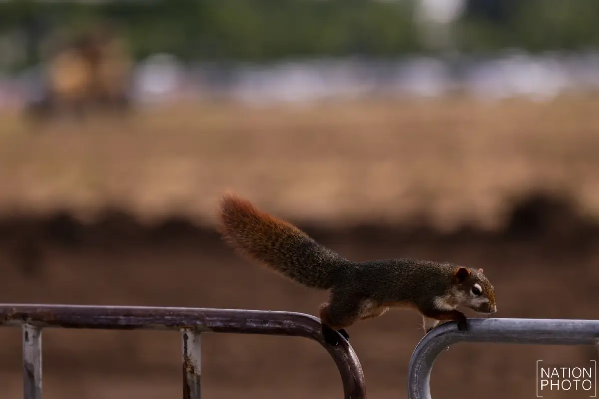 กทม. เดินหน้าปรับปรุงสนามหลวง เพิ่มไฟฟ้าส่องสว่าง ปรับภูมิทัศน์