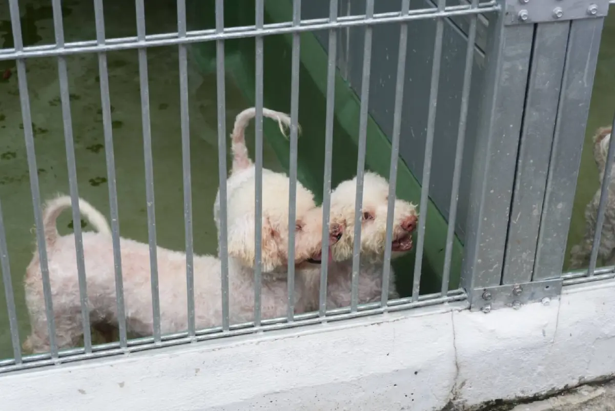 กทม. จัดระบบสัตว์จรจัด สู่เมืองที่ คน-สัตว์ อยู่ร่วมกันอย่างสุขภาวะ