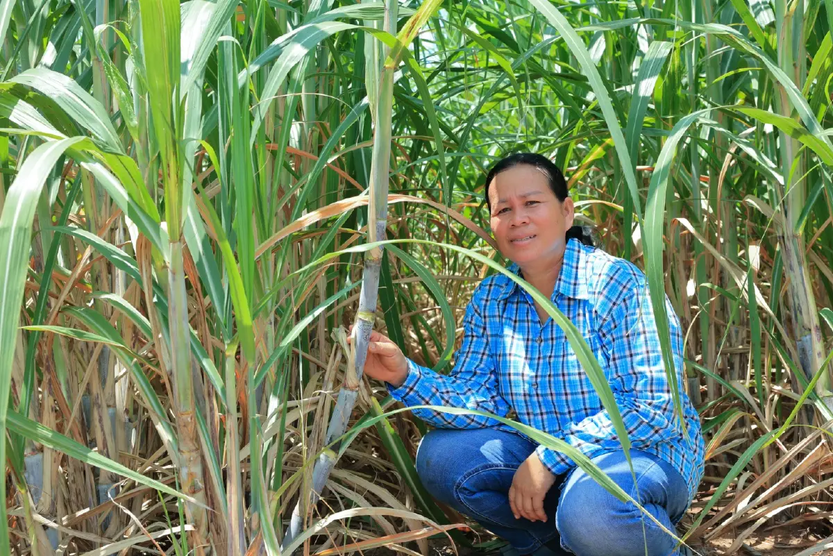 “มิตรผล โอเอซิส” พลิกวิกฤตน้ำด้วย “โอเอซิสเพื่อการเกษตร”