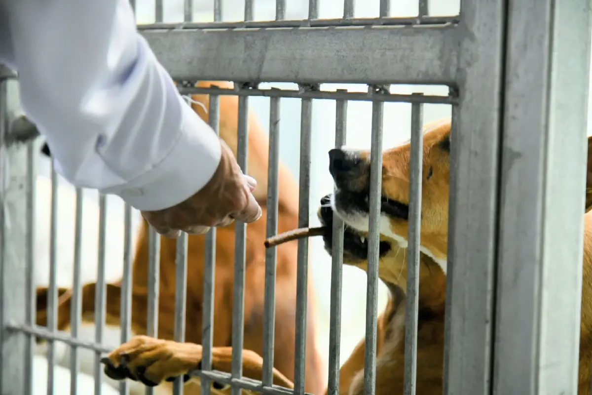 กทม. จัดระบบสัตว์จรจัด สู่เมืองที่ คน-สัตว์ อยู่ร่วมกันอย่างสุขภาวะ