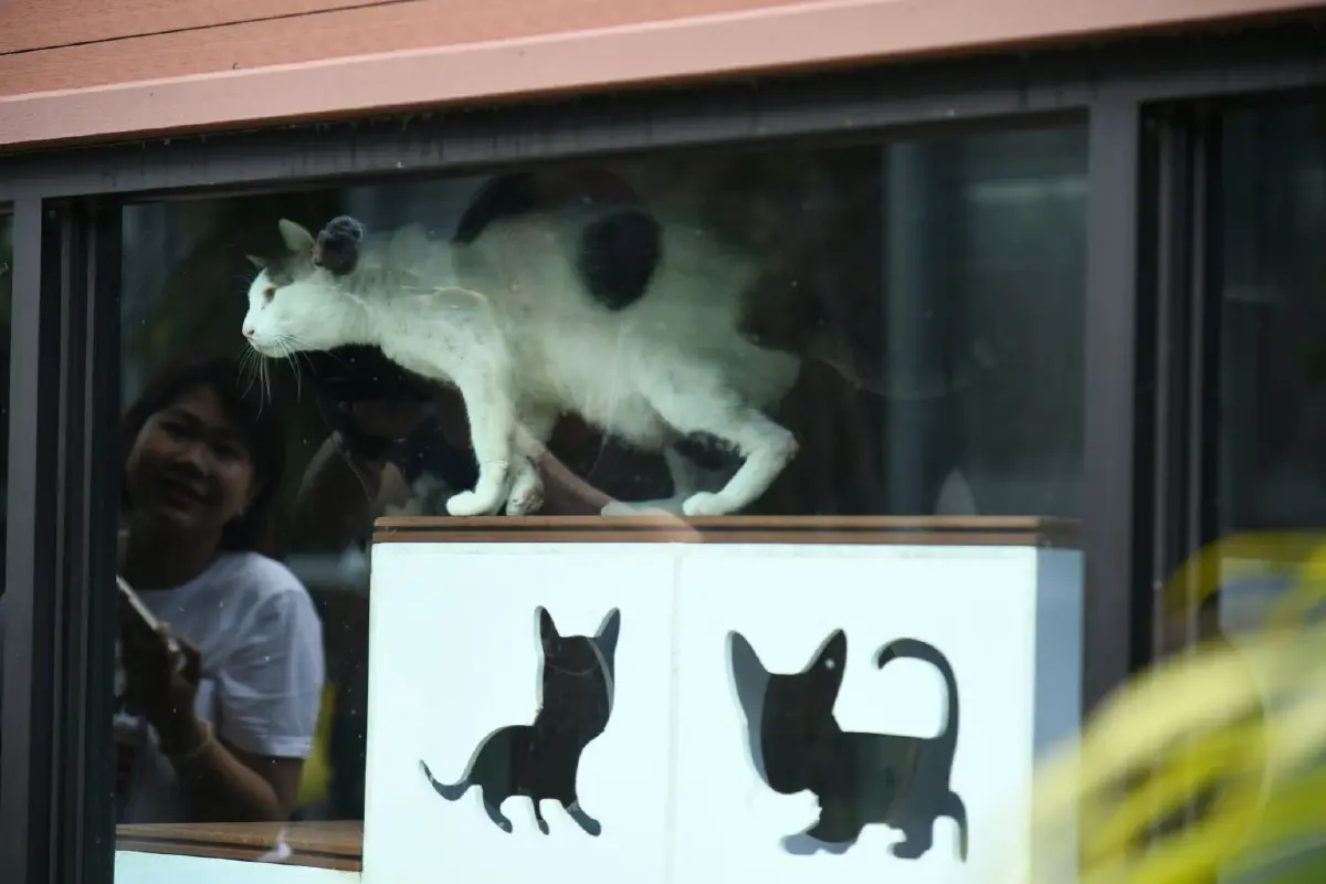 กทม. จัดระบบสัตว์จรจัด สู่เมืองที่ คน-สัตว์ อยู่ร่วมกันอย่างสุขภาวะ