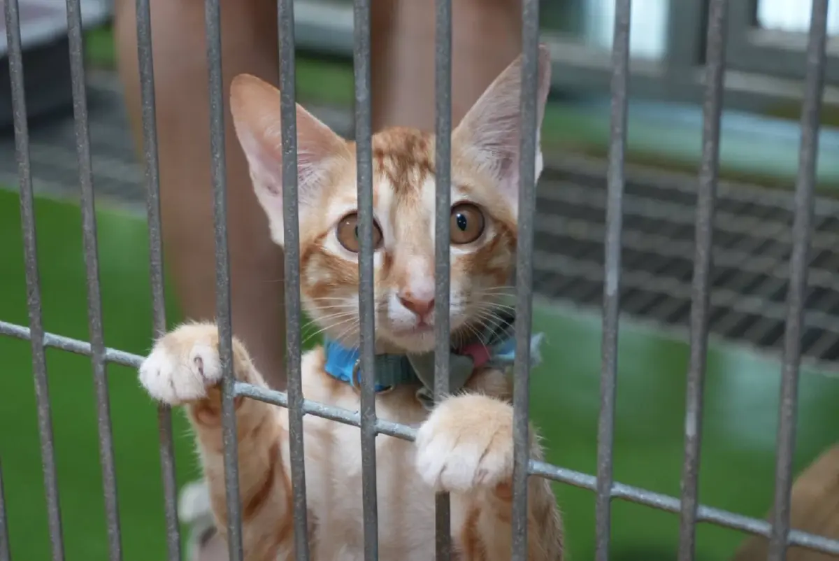 กทม. จัดระบบสัตว์จรจัด สู่เมืองที่ คน-สัตว์ อยู่ร่วมกันอย่างสุขภาวะ