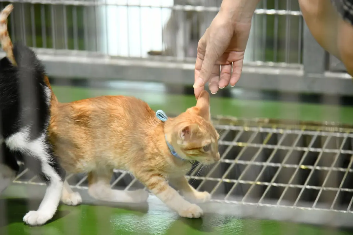 กทม. จัดระบบสัตว์จรจัด สู่เมืองที่ คน-สัตว์ อยู่ร่วมกันอย่างสุขภาวะ