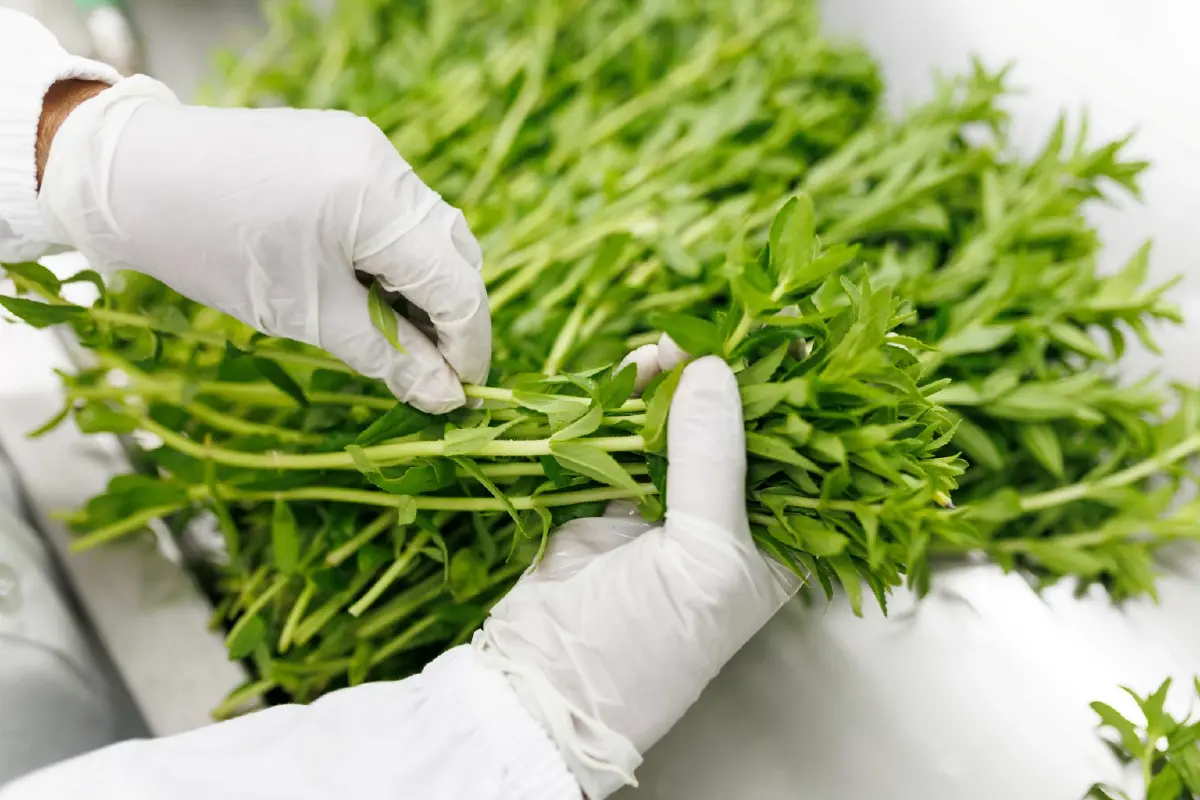 บ้านพระแก้ว ชัยนาท ปั้น Smart Farming ผลิตข้าวคาร์บอนต่ำครบวงจร