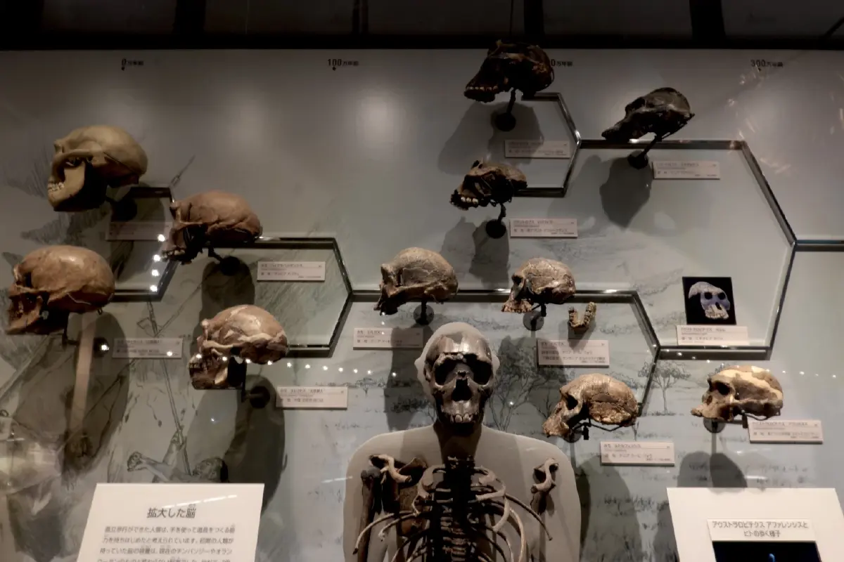 รู้จัก 'คุกกี' ญาติห่างๆ ของบรรพบุรุษ 'มนุษย์'