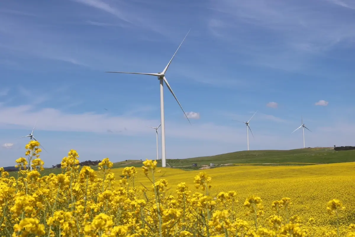 Collector Wind Farm ความสำเร็จของบริษัทพลังงานสะอาดไทยบนแผ่นดินออสเตรเลีย