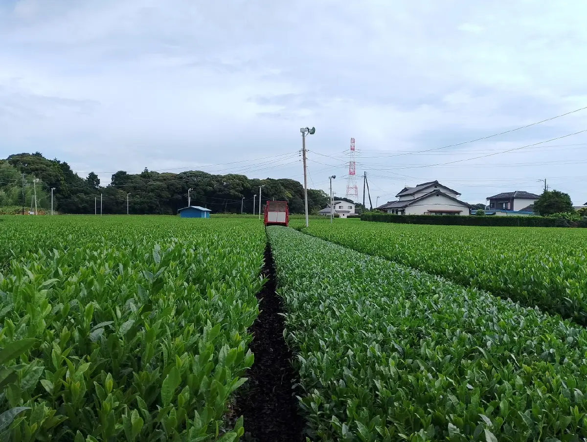 ตามรอย “ไร่ชาญี่ปุ่น” อายุ 150 ปี ต้นแบบเกษตรอัจฉริยะ ส่งต่อทายาทรุ่น 6