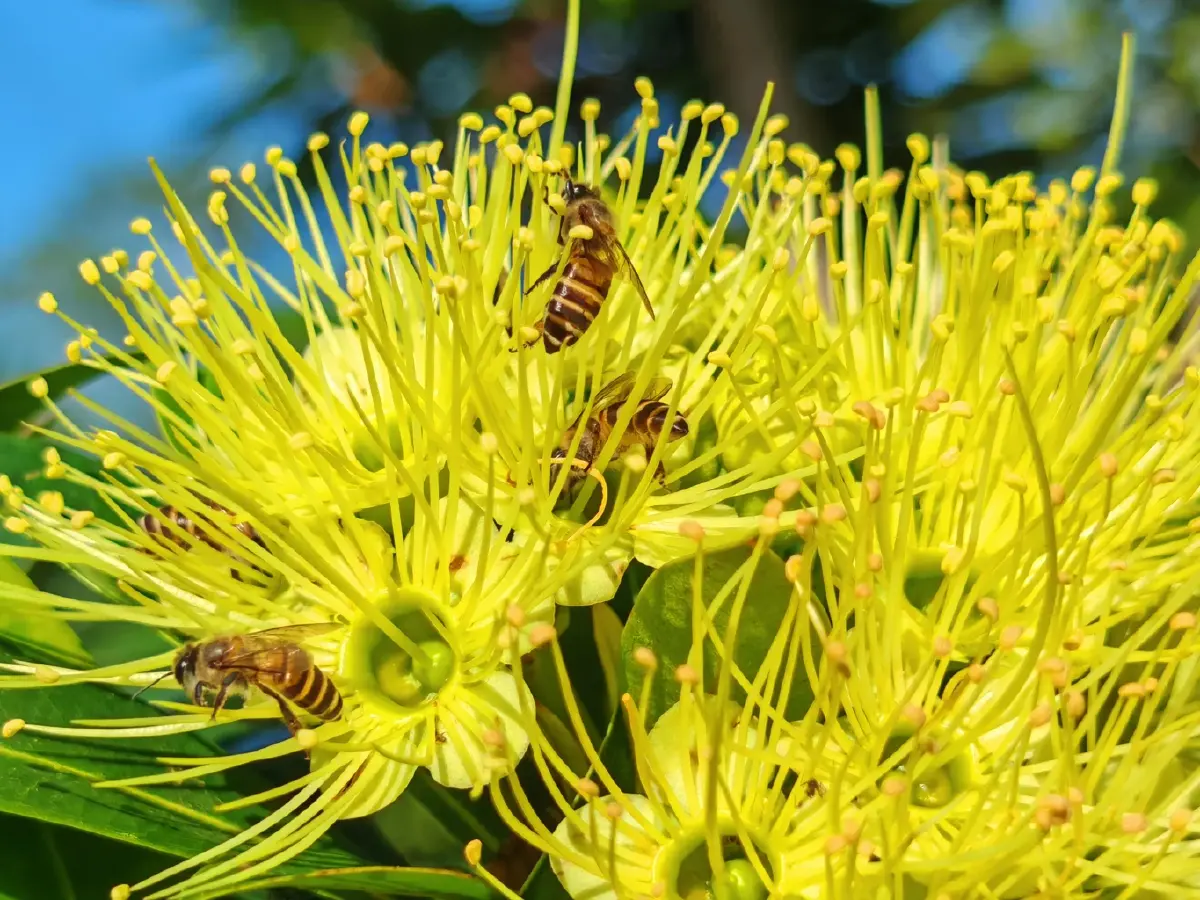 “บ้านไทรห้อง” ชุมชนเลี้ยงผึ้งโพรงไทยธรรมชาติ สร้างรายได้ สู่ชุมชนยั่งยืน