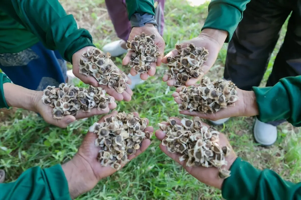 "ปัญญา เนเชอรัล" ยกระดับมะรุมริมรั้ว สู่แบรนด์บิวตี้พรีเมียม