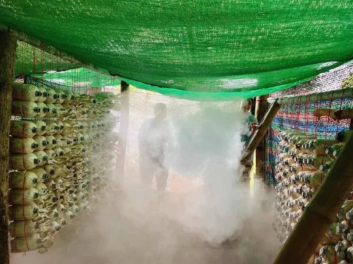 นวัตกรรมเพิ่มความชื้น จากโอ่งมังกร เพิ่มกำลังผลิตเห็ดหน้าร้อน