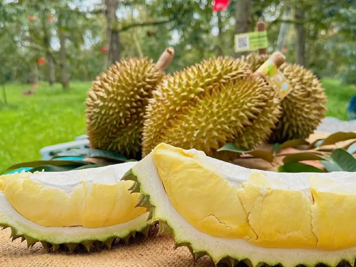 ทุเรียนหมอนทองเขาบรรทัด แชมป์สินค้า GI ทำเงินสูงทะลุหมื่นล้าน