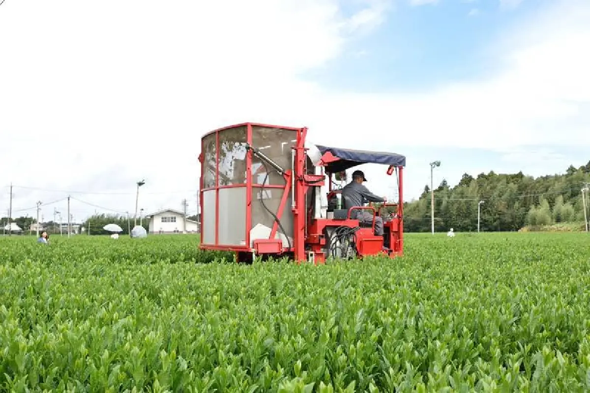 ตามรอย “ไร่ชาญี่ปุ่น” อายุ 150 ปี ต้นแบบเกษตรอัจฉริยะ ส่งต่อทายาทรุ่น 6