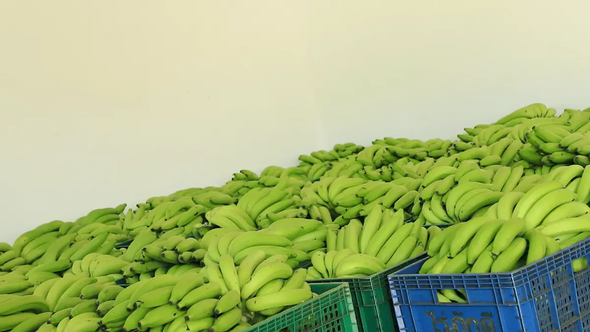 ไร่ภักดี จ.ตาก ปลูกกล้วยหอมทอง ฟาร์ม 300 ไร่ ส่งขายวันละ 30,000 ลูก