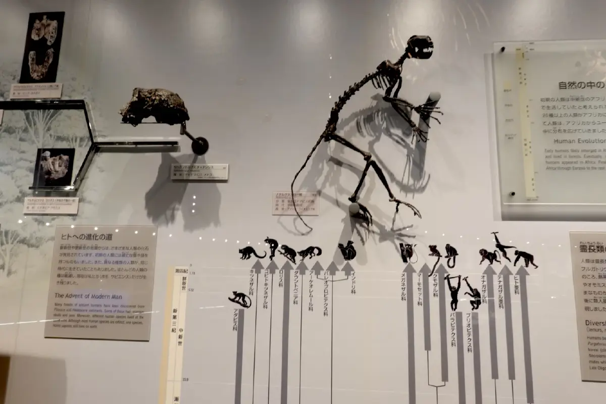 รู้จัก 'คุกกี' ญาติห่างๆ ของบรรพบุรุษ 'มนุษย์'