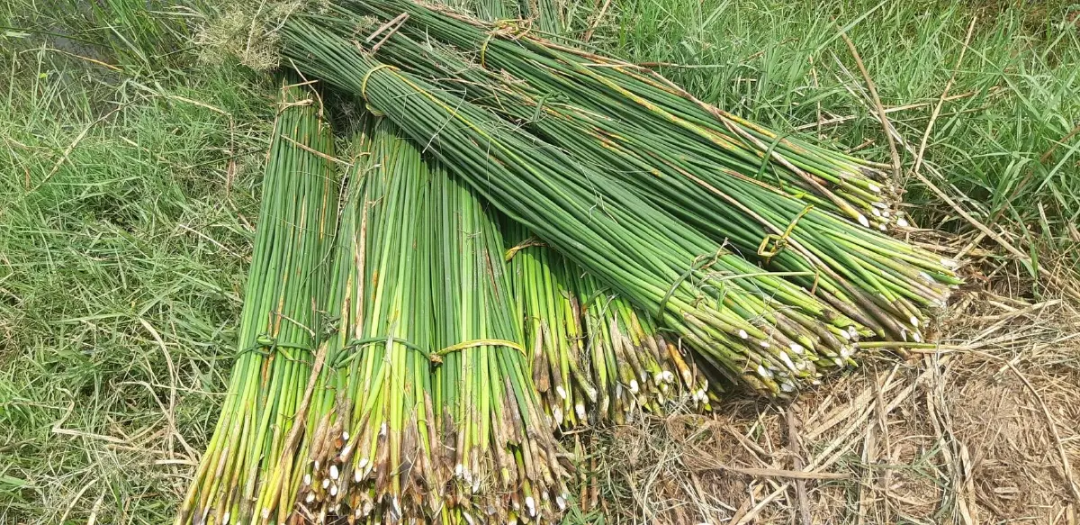 “กกเหล่าพัฒนา” สินค้า GI ใหม่นครพนม จากเสื่อพื้นบ้าน สู่ของขวัญผู้นำโลก