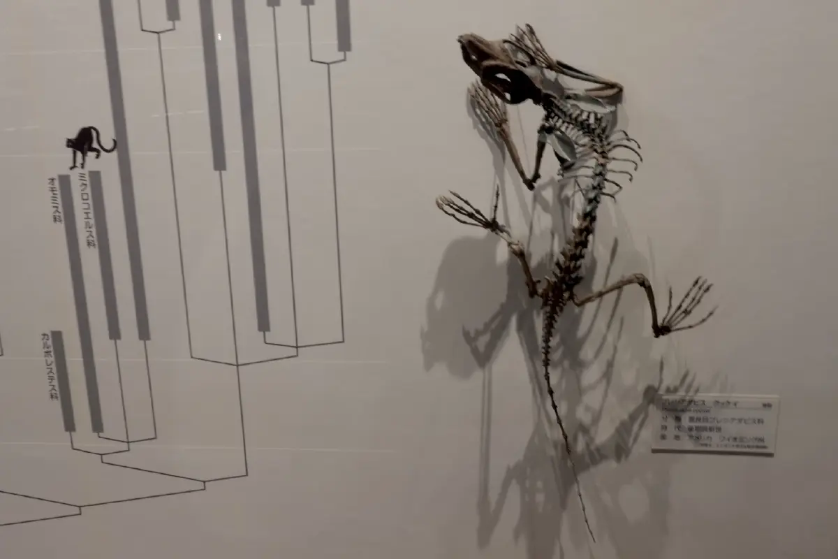 รู้จัก 'คุกกี' ญาติห่างๆ ของบรรพบุรุษ 'มนุษย์'