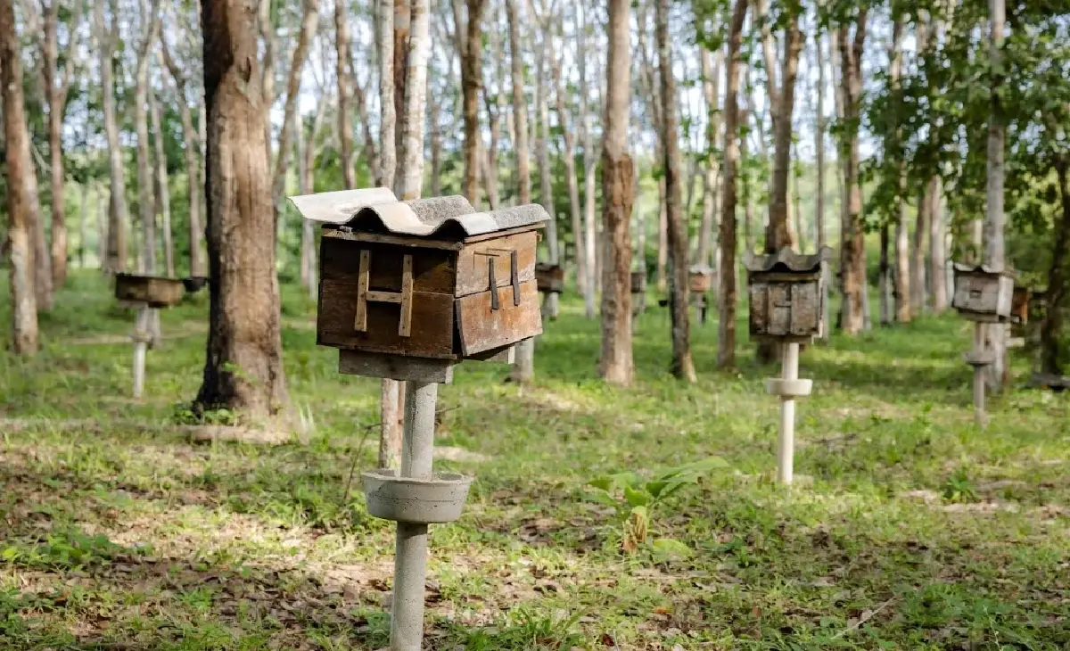 วิสาหกิจชุมชนเลี้ยงผึ้งชุมชนบ้านไหนหนัง