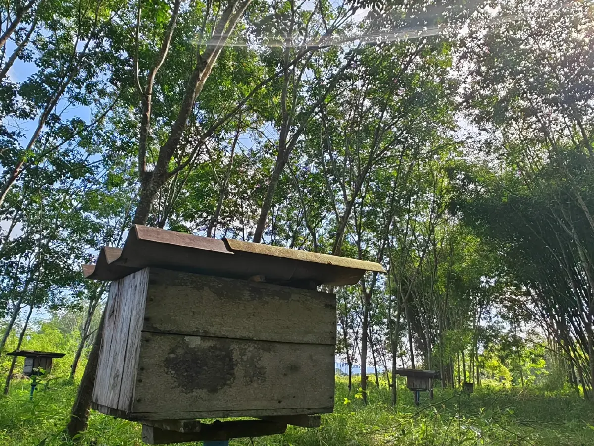“บ้านไทรห้อง” ชุมชนเลี้ยงผึ้งโพรงไทยธรรมชาติ สร้างรายได้ สู่ชุมชนยั่งยืน