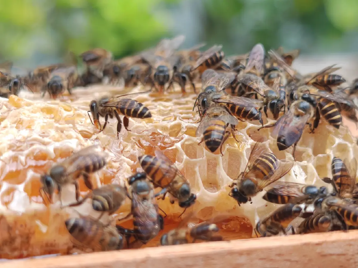 “บ้านไทรห้อง” ชุมชนเลี้ยงผึ้งโพรงไทยธรรมชาติ สร้างรายได้ สู่ชุมชนยั่งยืน