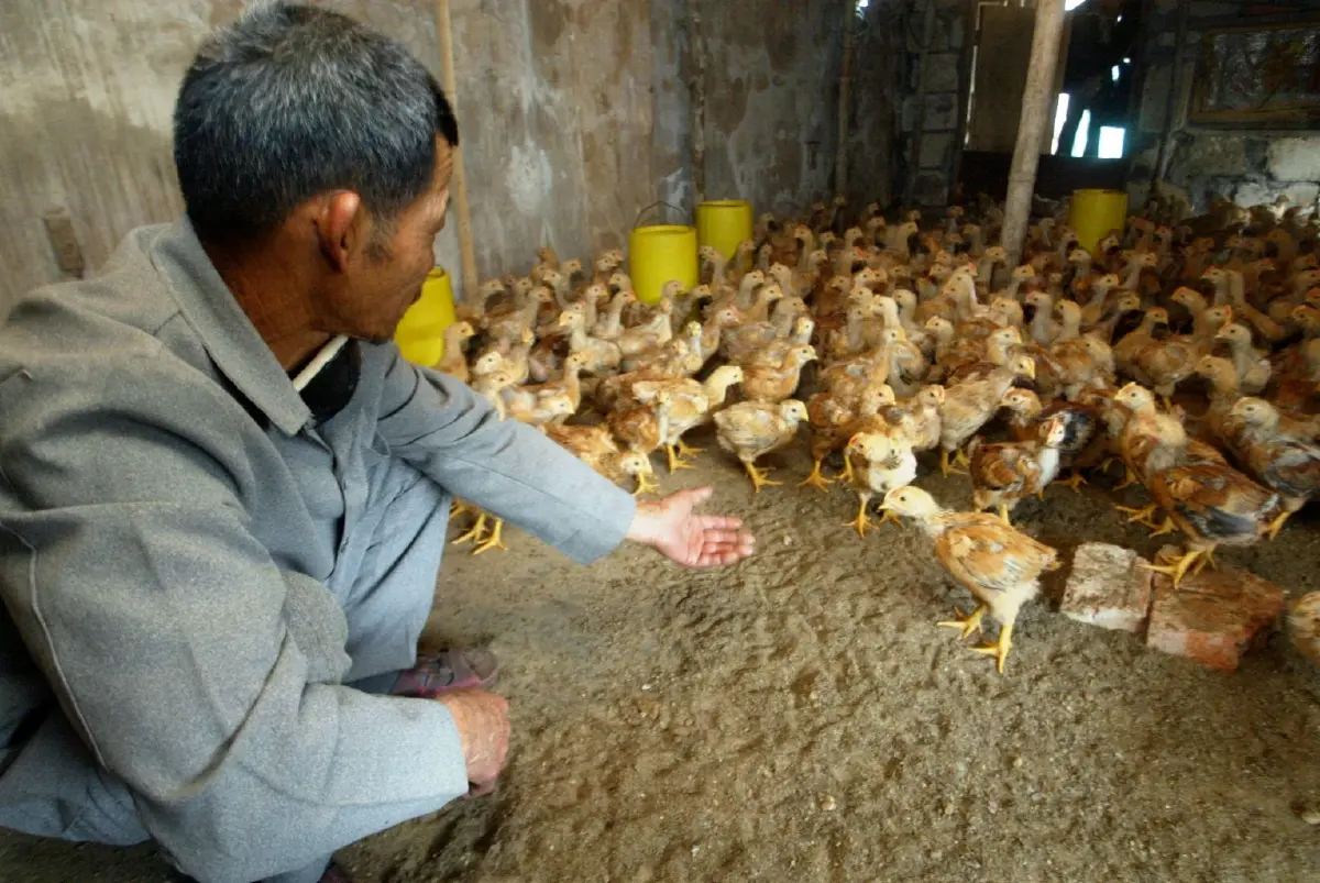 สถาบันปาสเตอร์ เตือนเฝ้าระวังไข้หวัดนก อาจระบาดหนักหากกลายพันธุ์