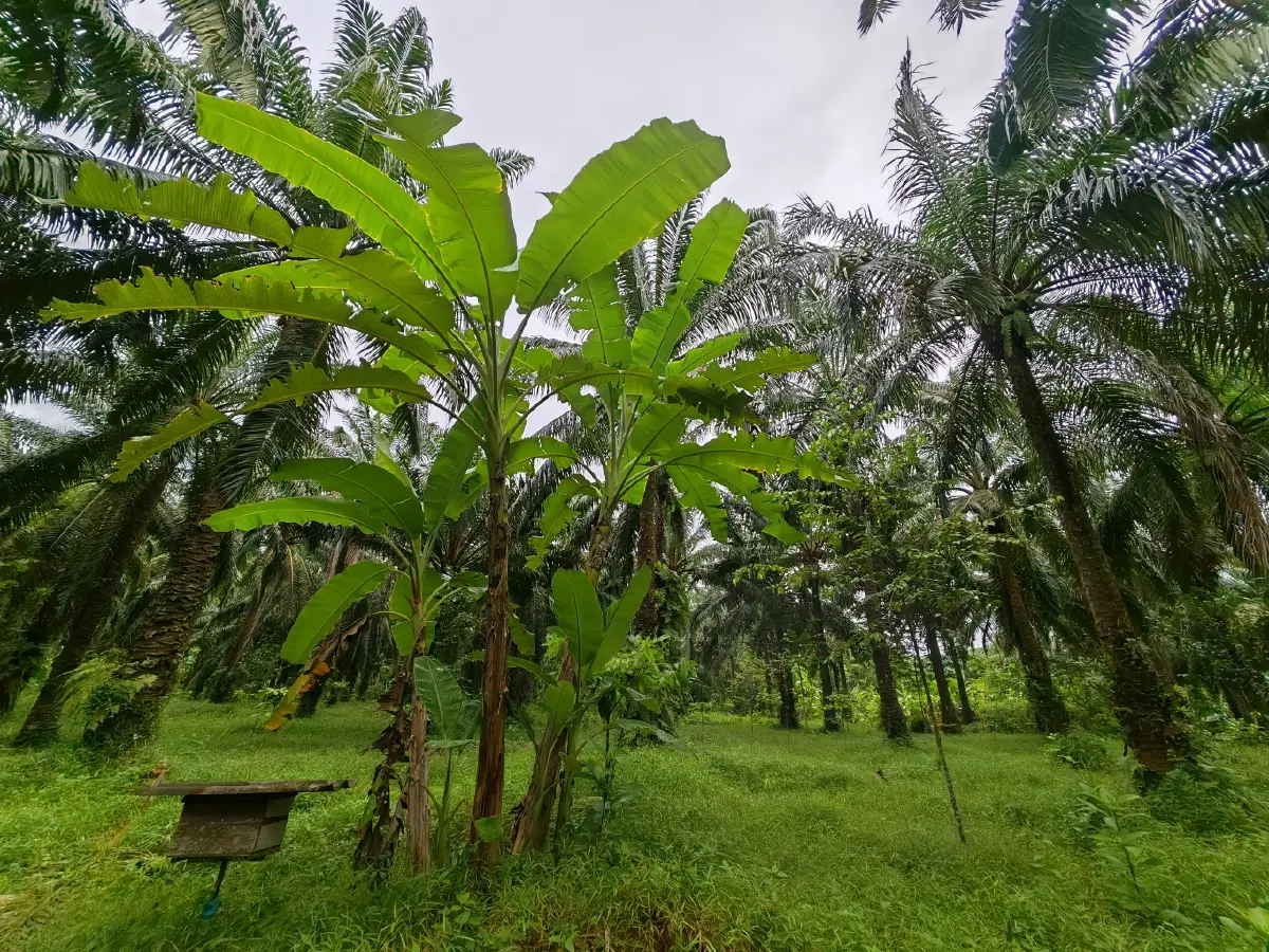 “โบกาฉิ” พลิกดินเสื่อมสู่เกษตรอินทรีย์ เปลี่ยนวิถีชุมชนจังหวัดกระบี่