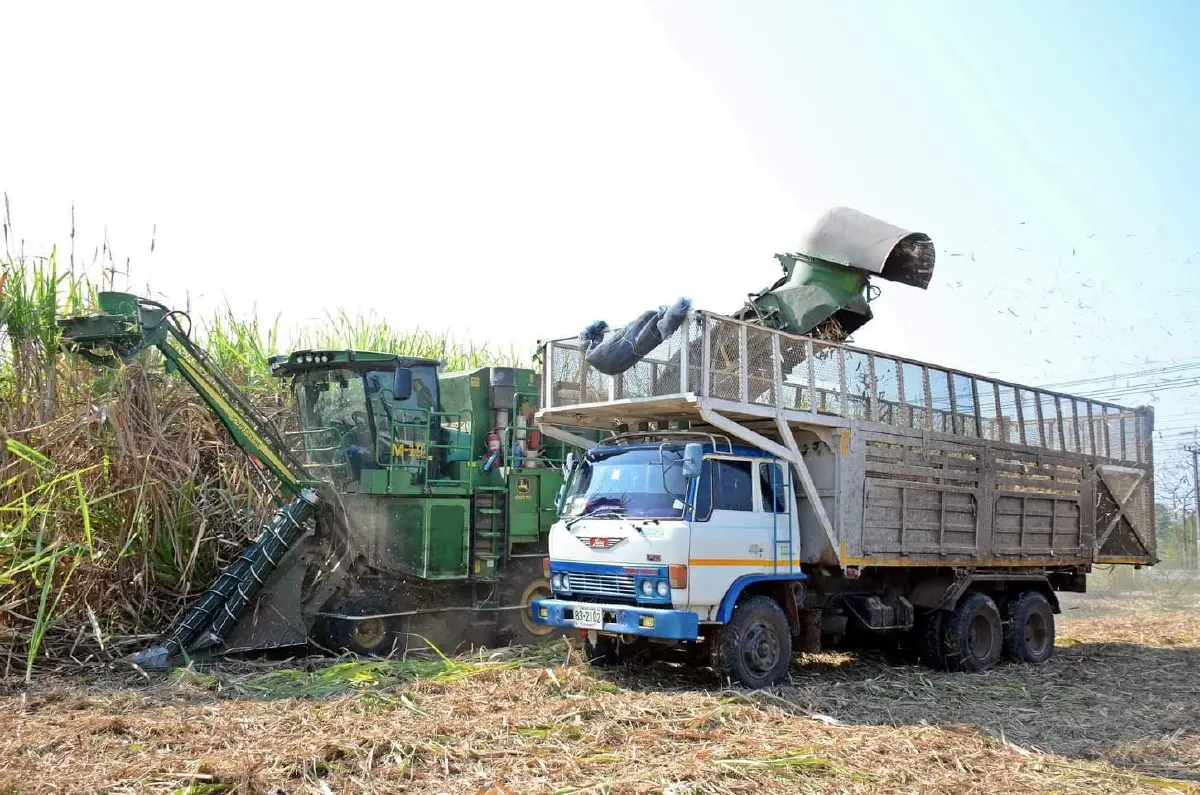 บอร์ดกอน. เคาะราคาอ้อยขั้นต้น ปี 68/69 ราคาเดียวทั่วไทย ที่ 890 บาท/ตัน