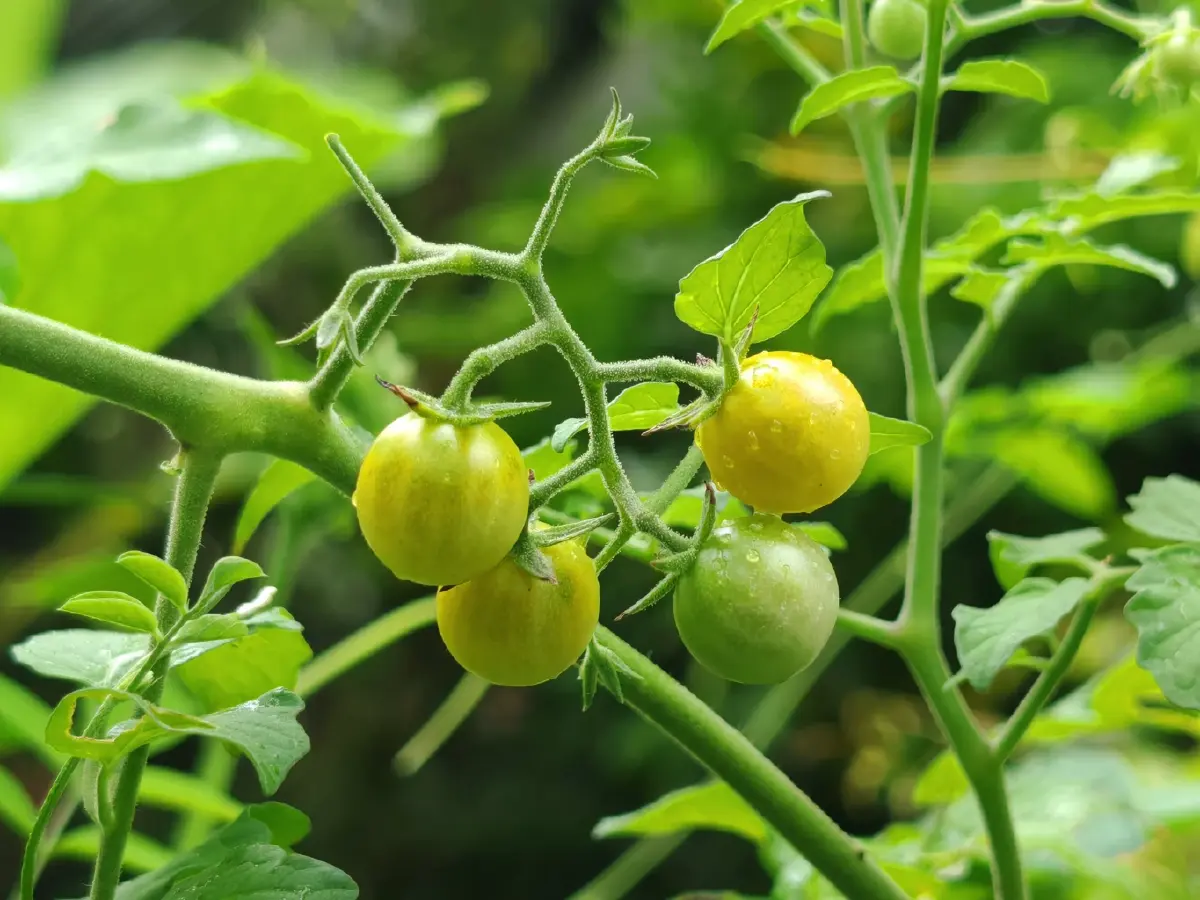 “โบกาฉิ” พลิกดินเสื่อมสู่เกษตรอินทรีย์ เปลี่ยนวิถีชุมชนจังหวัดกระบี่