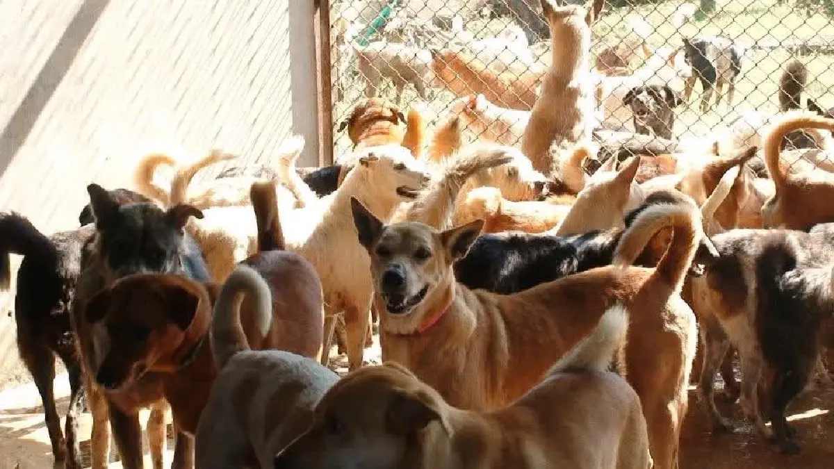 ให้คะแนนแลกชีวิตใหม่ โมเดลสร้างโอกาสให้หมาแมวจรมีบ้าน