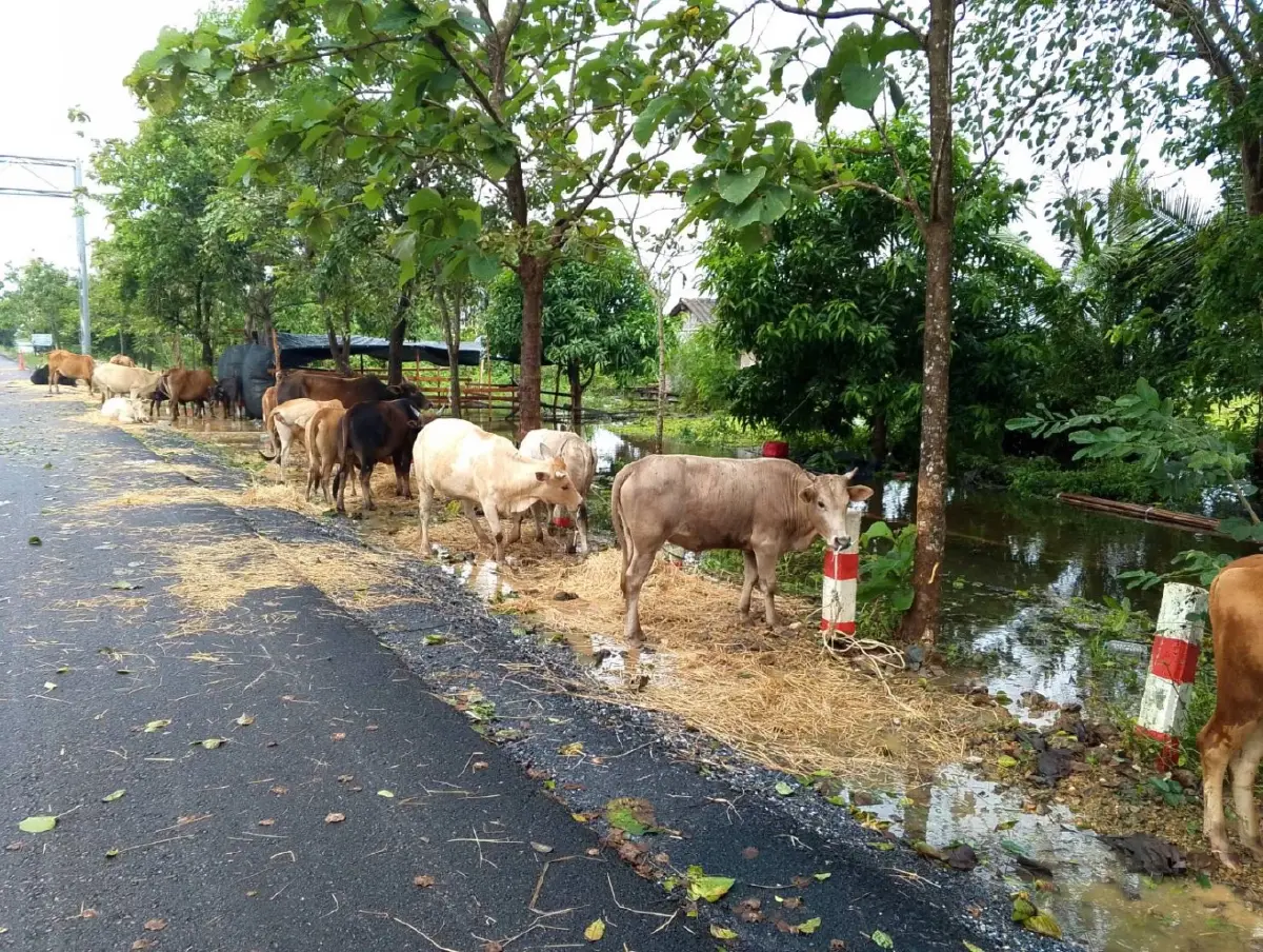 “ธรรมนัส” สั่งกรมปศุสัตว์ส่งหญ้าอาหารสัตว์พระราชทาน ช่วยน้ำท่วมใต้