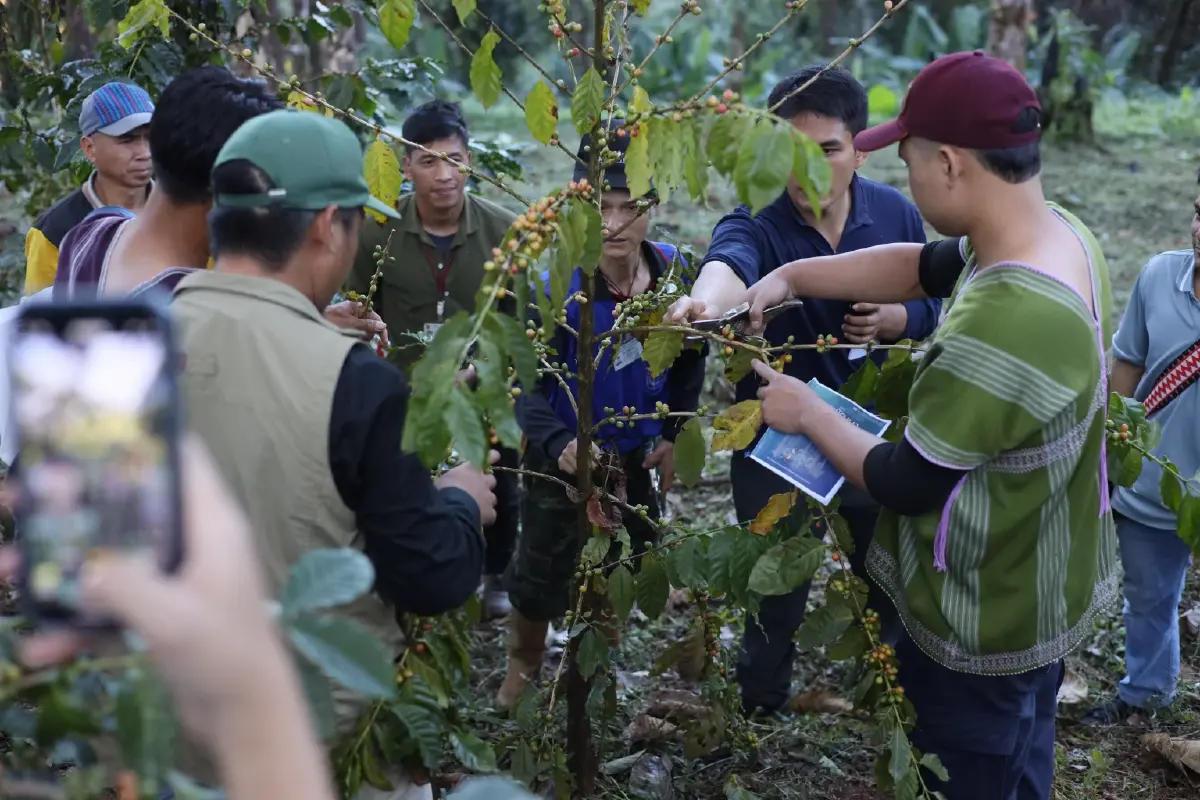 GULF ต่อยอดการพัฒนาชุมชนบนพื้นที่สูง ศึกษาการทำกาแฟครบวงจร